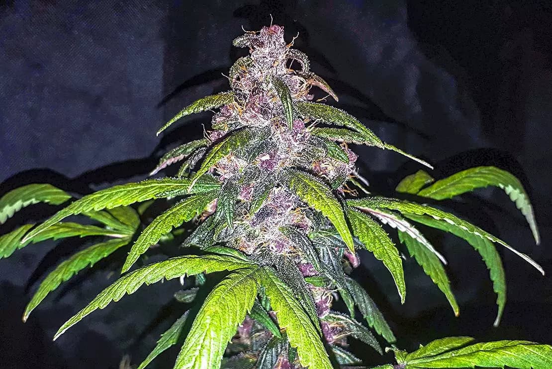 C4 grow cannabis strain, community photo 2