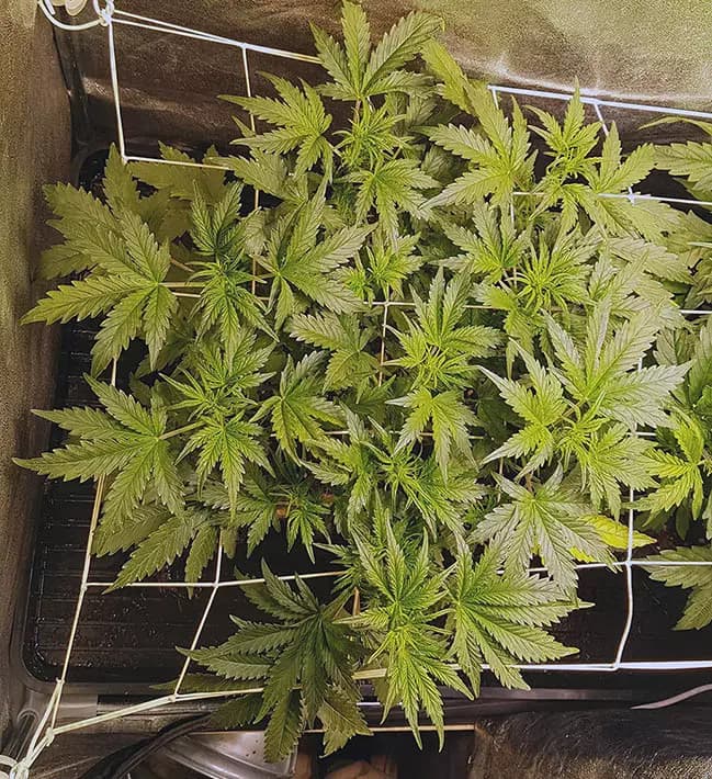 Runtz grow cannabis strain, community photo 3