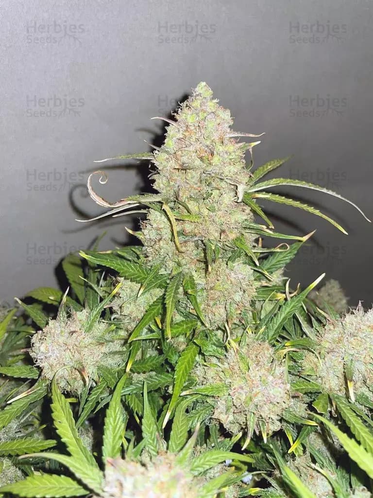 Runtz grow cannabis strain, community photo 4