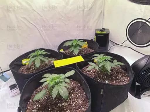 Runtz grow cannabis strain, community photo 5