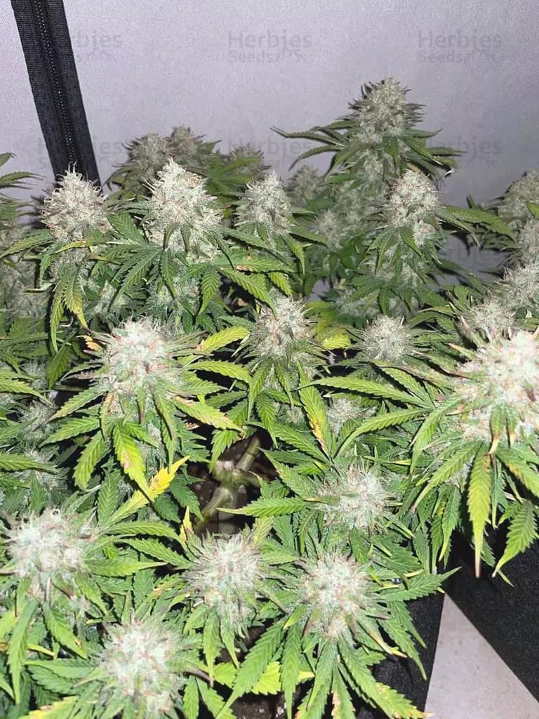 Runtz grow cannabis strain, community photo 6