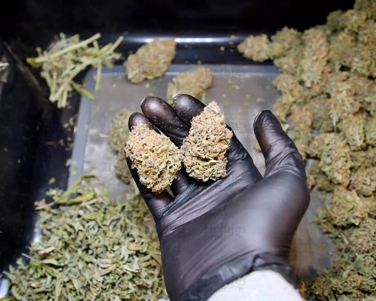 Runtz grow cannabis strain, community photo 1
