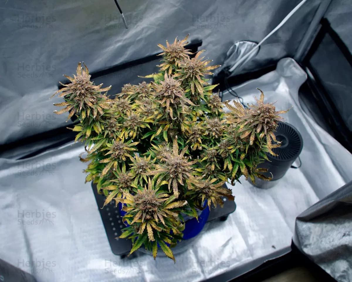 Runtz grow cannabis strain, community photo 2