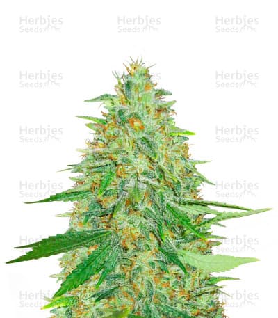 Afghan Kush seeds at Herbies Head Shop
