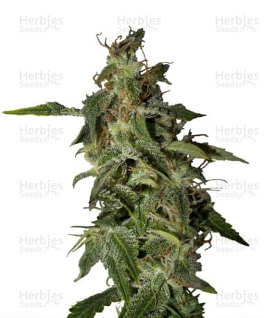 Afgooey seeds at Herbies Head Shop