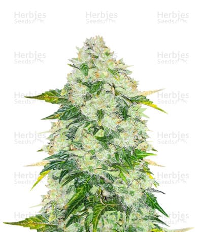AK-47 seeds at Herbies Head Shop