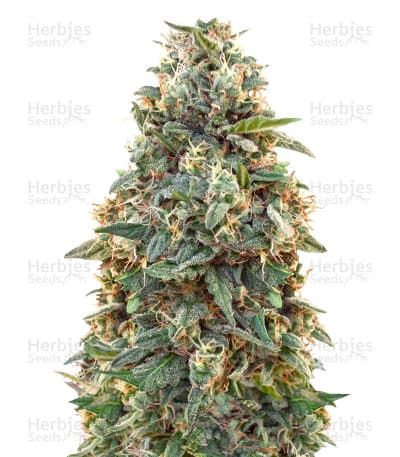 Amnesia seeds at Herbies Head Shop