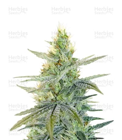 Apple Fritter seeds at Herbies Head Shop