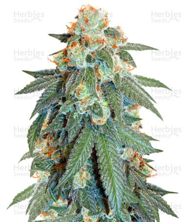 Orange Bud seeds at Herbies Head Shop