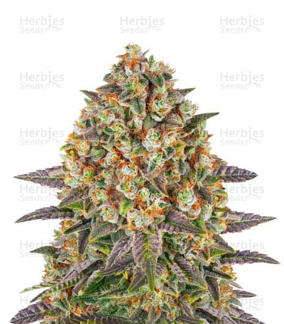 Banana Punch seeds at Herbies Head Shop