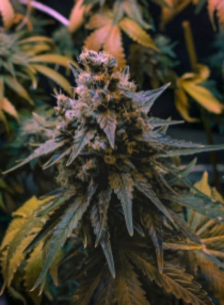 3 Kings seeds at BC Bud Depot