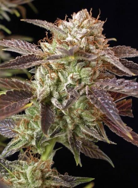BC Kush seeds at BC Bud Depot