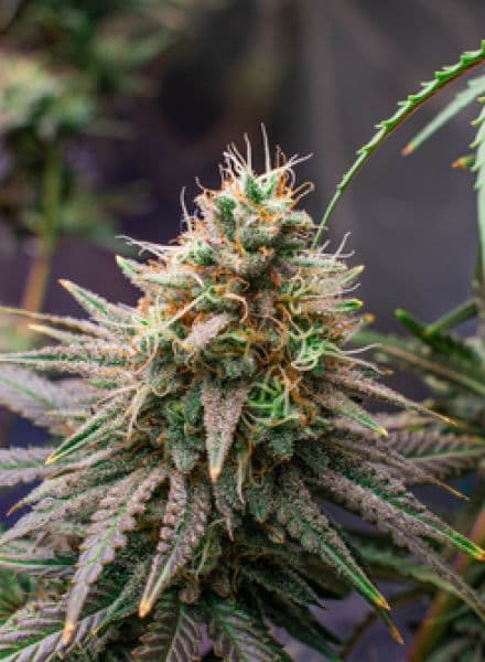 Grape Ape seeds at BC Bud Depot