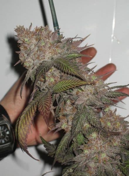 The Black seeds at BC Bud Depot