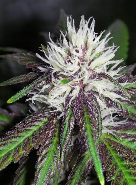 The Purps seeds at BC Bud Depot