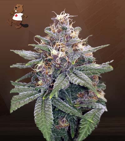 3 Kings seeds at Beaver Seeds