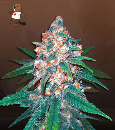 Afghani Regular
