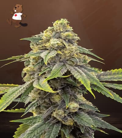 Alien OG seeds at Beaver Seeds