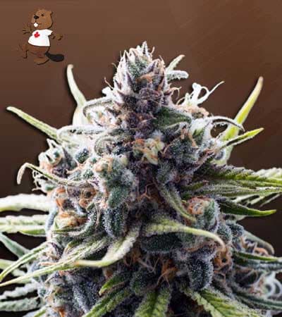 B-52 seeds at Beaver Seeds