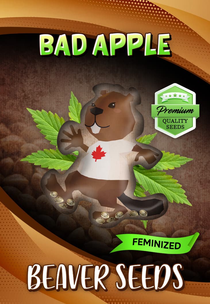 Bad Apple Feminized