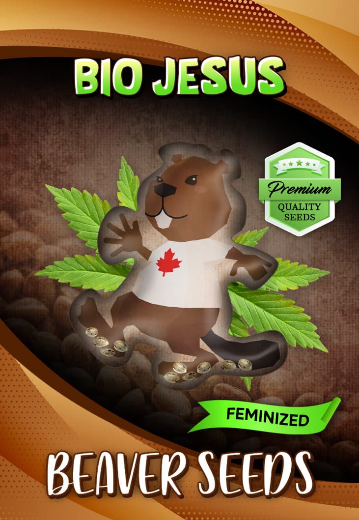 Bio Jesus Feminized