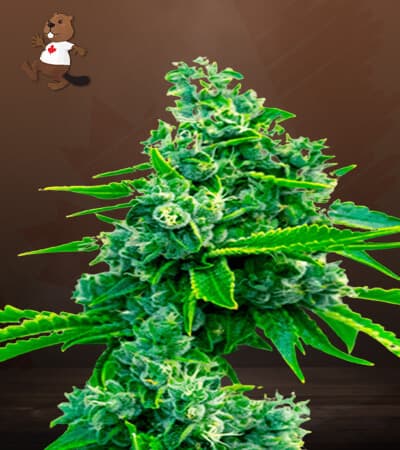 Blue Dream Feminized
