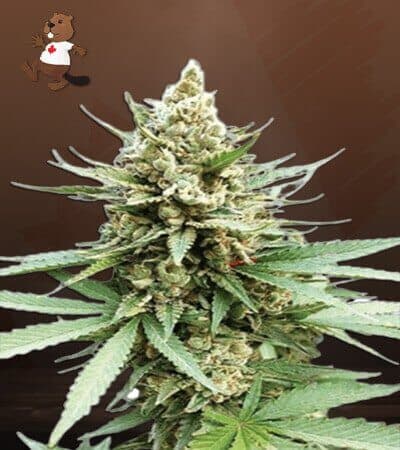 Blue OG Feminized
