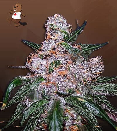 Blueberry Regular