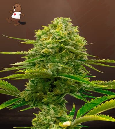 Bubble Gum