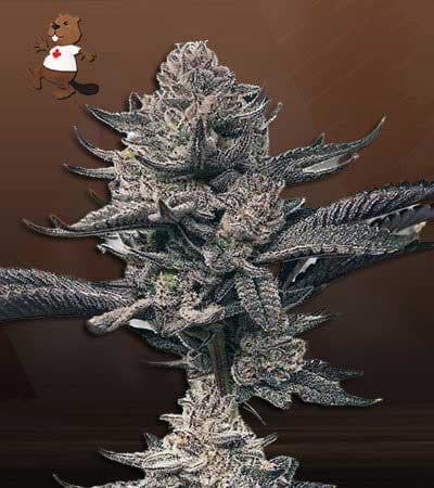 Butter OG seeds at Beaver Seeds