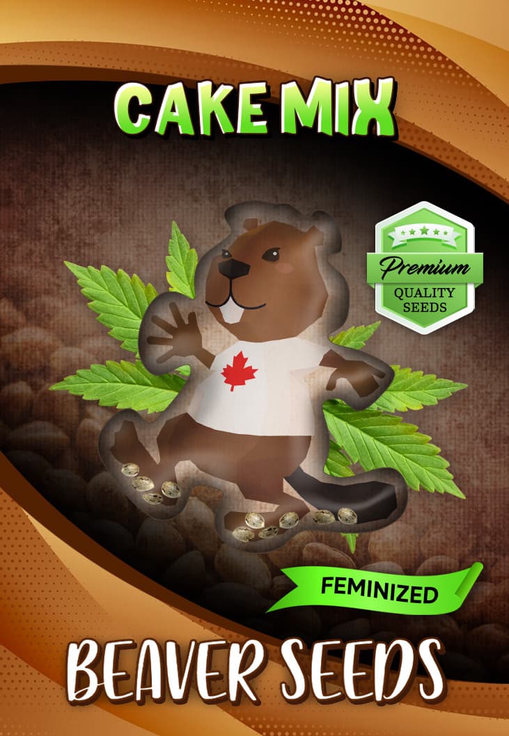 Cake Mix Feminized