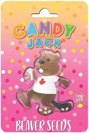 Candy Jack seeds at Beaver Seeds