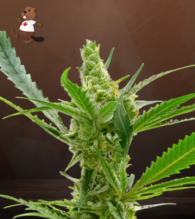CBD Kush High CBD