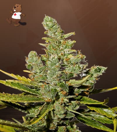Cheese seeds at Beaver Seeds