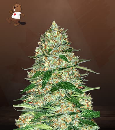Cherry Pie Feminized