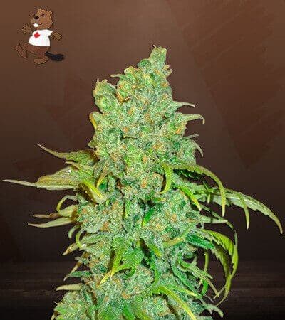 Chocolope seeds at Beaver Seeds