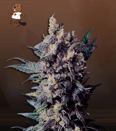 Church OG