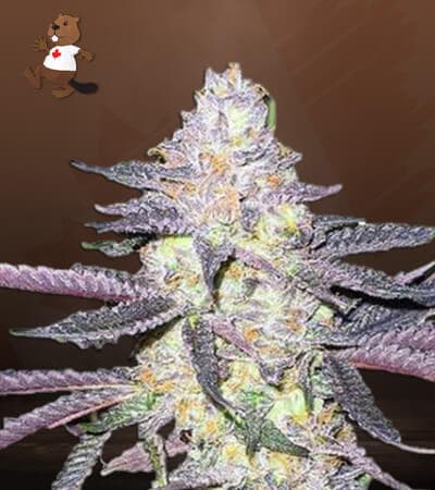 Dolato seeds at Beaver Seeds