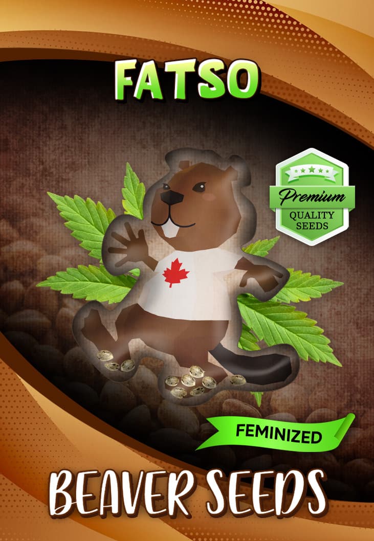Fatso seeds at Beaver Seeds
