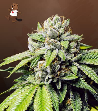 Fire OG seeds at Beaver Seeds