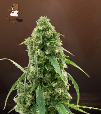 G13