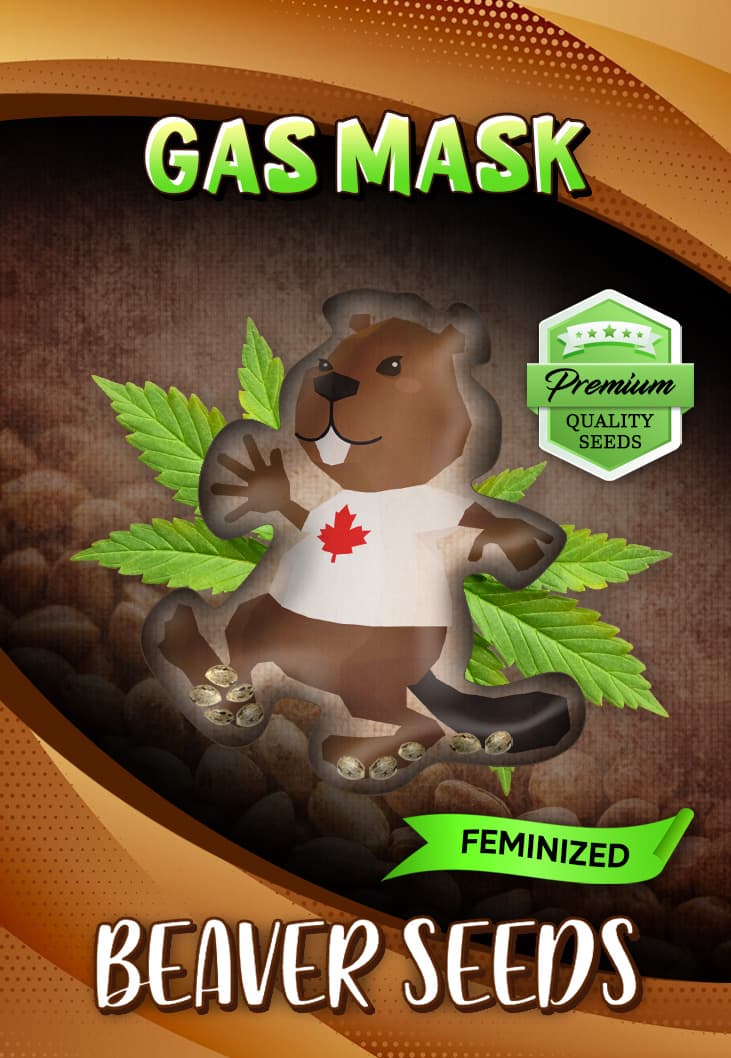 Gasmask seeds at Beaver Seeds