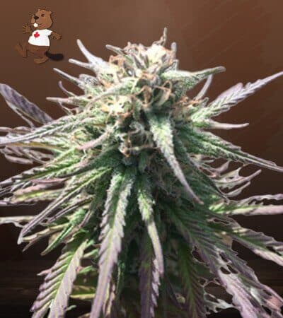 Gelato Regular