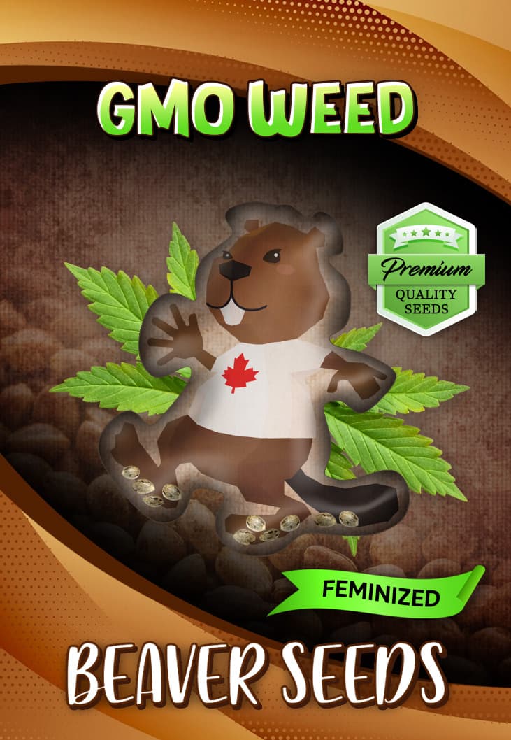 GMO Feminized