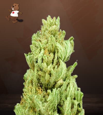 God Bud Regular