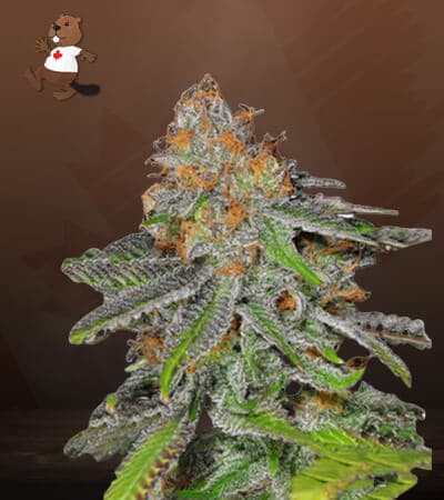 Grape Ape Feminized