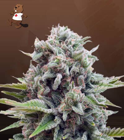 Gravity seeds at Beaver Seeds
