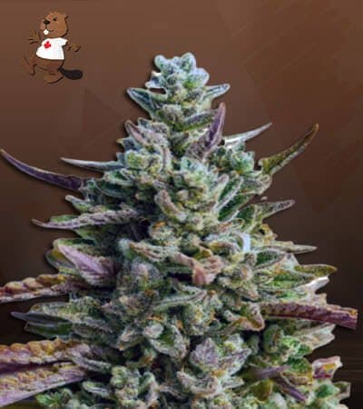 Guava Kush