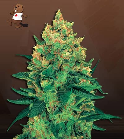 Hashplant Feminized