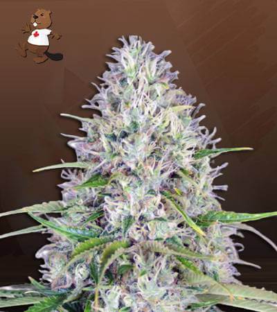 Haze